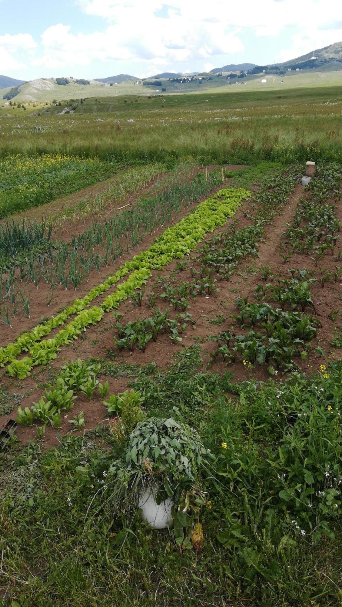 Organic Family Farm Hotel Žabljak Quarto foto